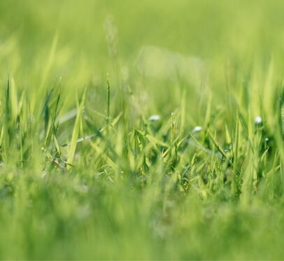 L’importanza del giardino e degli <b>spazi verdi aziendali</b>: i benefici